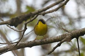 Warbler, Common Yellowthroat, 2025-05037097 Parker River NWR, MA